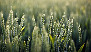 担保交易的DDOS接单平台